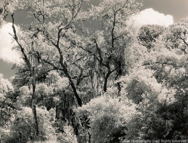 Trees in Infrared